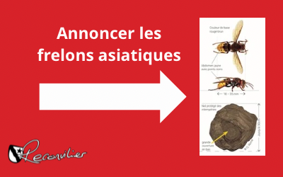 Inforama – Le frelon asiatique