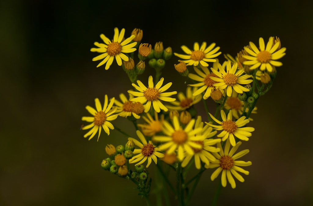 Mauvaises herbes – Les séneçons
