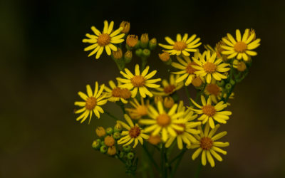 Mauvaises herbes – Les séneçons
